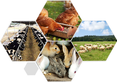 長期穩(wěn)定的飼料實(shí)驗(yàn)基地 同等質(zhì)量價(jià)格更優(yōu) 長期穩(wěn)定的飼料實(shí)驗(yàn)基地 同等質(zhì)量價(jià)格更優(yōu)